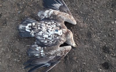 Tatort Frauenkirchen – wieder toter Seeadler