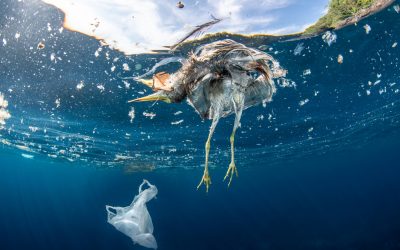 WWF fordert Strategie gegen Verpackungsmüll