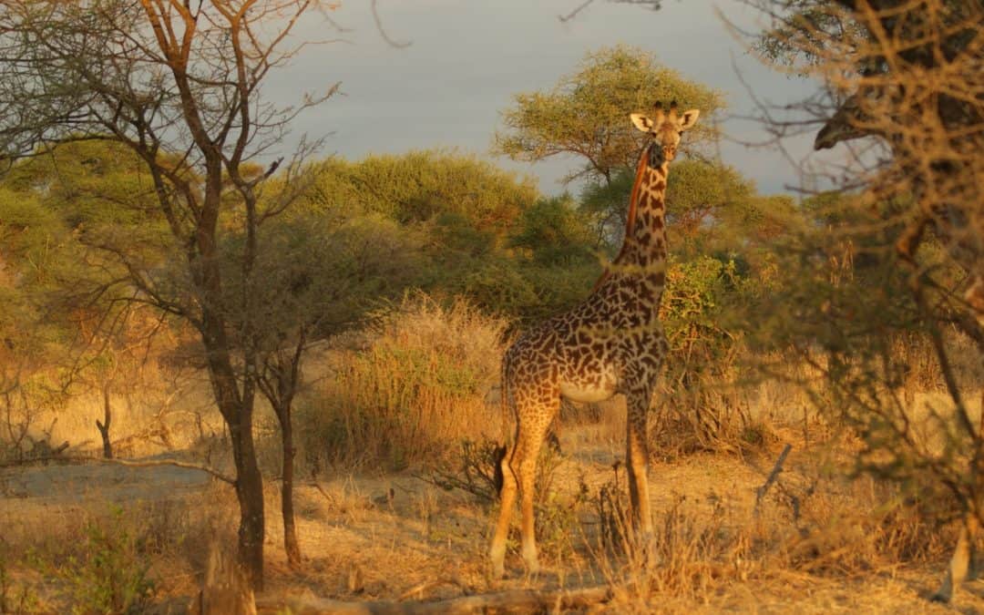 WWF zu Update der Roten Liste bedrohter Arten: Menschheit ist wie Asteroideneinschlag für biologische Vielfalt