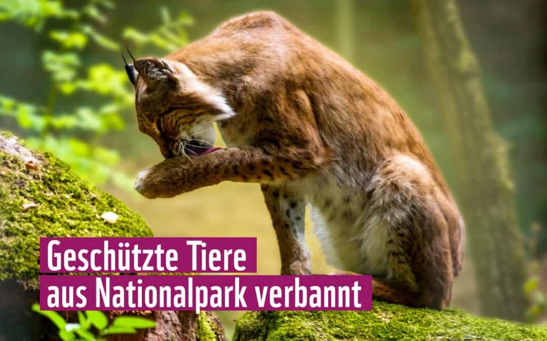 Wildtiere aus dem Nationalpark verbannt: WWF fordert Rücknahme des Kärntner „Jagdübereinkommens“