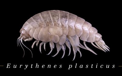 WWF schlägt Alarm: Mikroplastik sogar in neuer Tiefsee-Spezies entdeckt