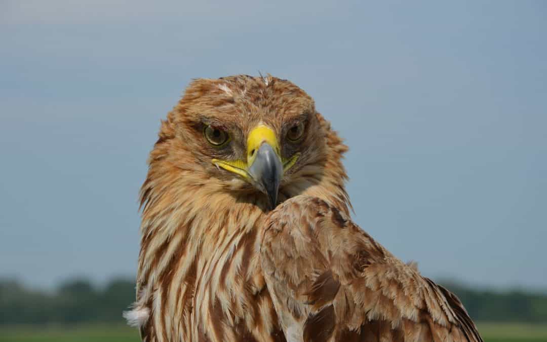 WWF warnt: Kriminelle nützen Corona-Krise für Anschläge auf geschützte Greifvögel