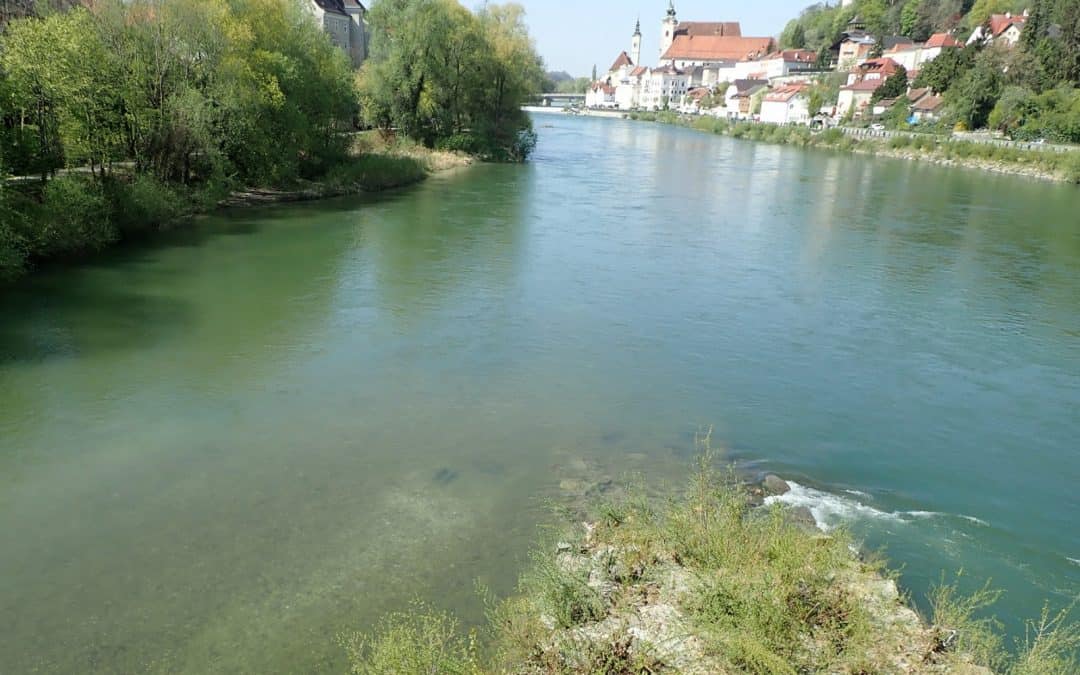 Laichplatz statt Staumauer. WWF-Schutzkauf an der Enns hilft bedrohtem Donaulachs