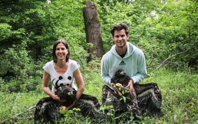 WWF Österreich und Dominic Thiem besendern junge Seeadler