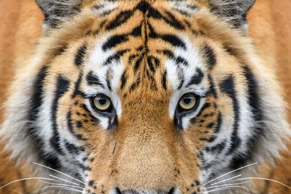 Nahaufnahme Tiger - Stopp Wilderei