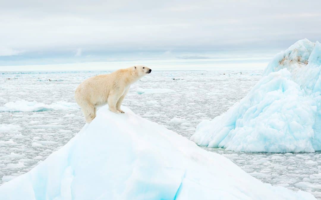 Winter auf dünnem Eis: WWF warnt vor zunehmenden Belastungen für Eisbären