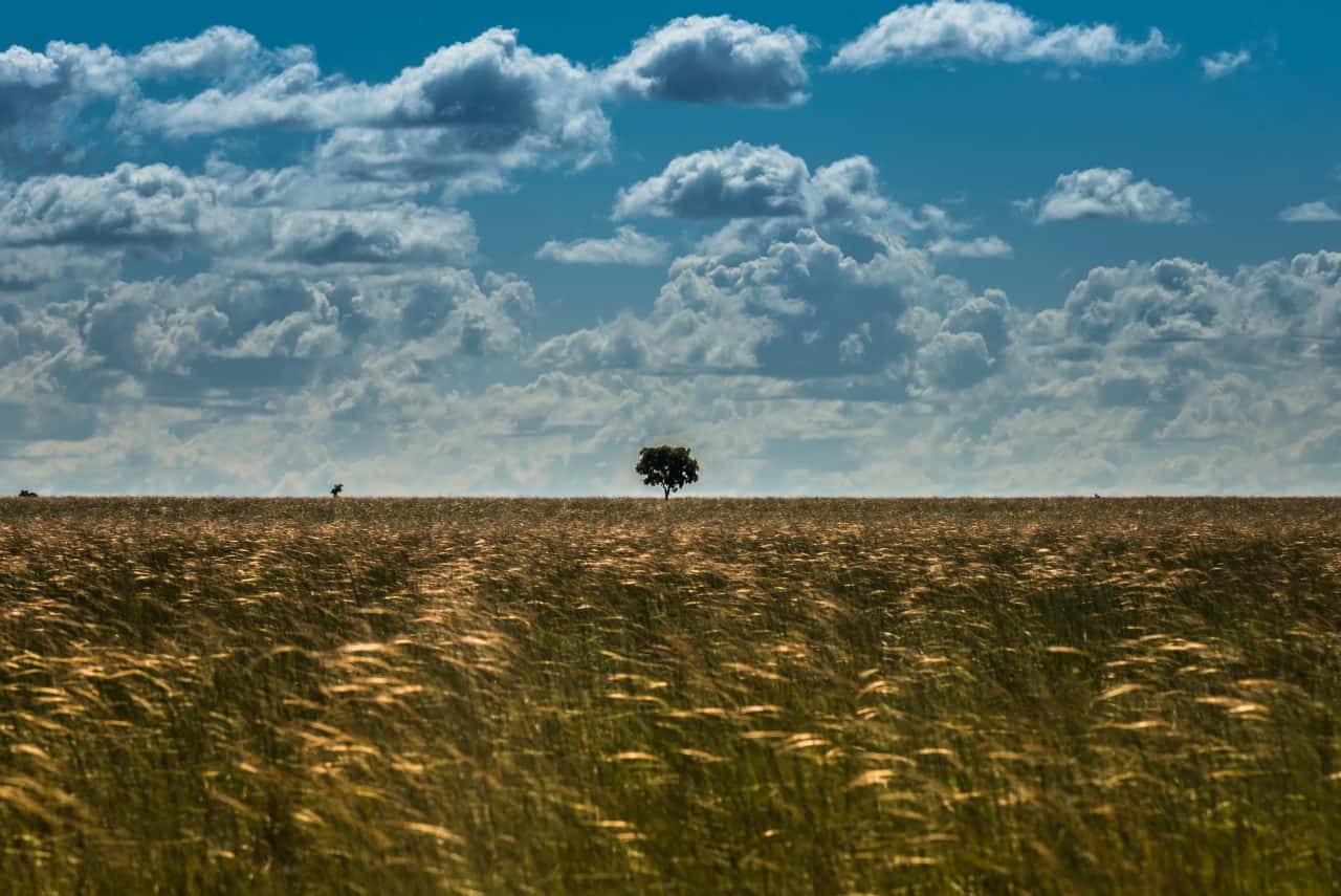 WWF-Report: Grasländer, Moore Und Savannen Essentiell Im Kampf Gegen ...