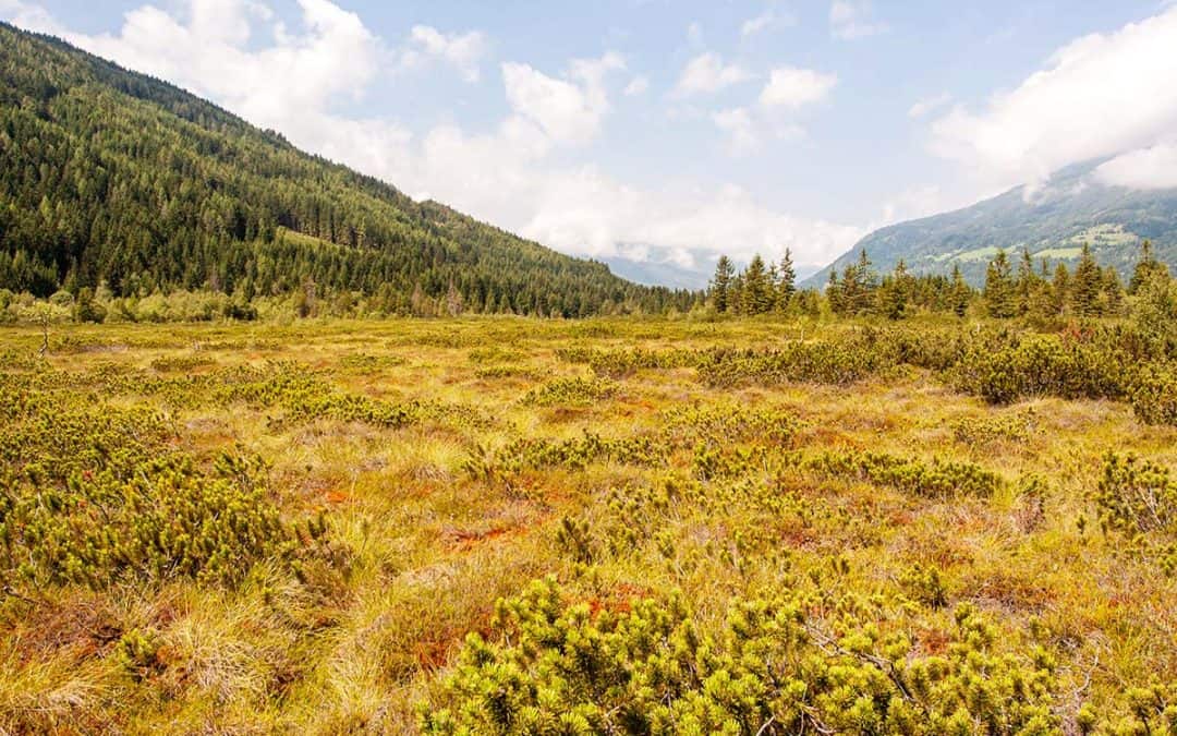 Moorschutz im Alpenraum