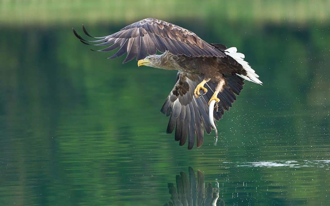 Bild der Woche: Seeadlerschutz in Österreich