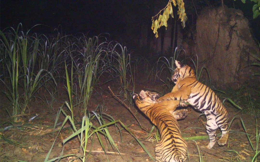 Tiger Nachwuchs im Mae Wong Nationalpark