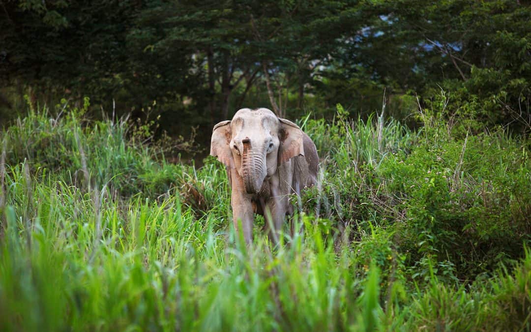 Fotostrecke: So schützt der WWF bedrohte Arten