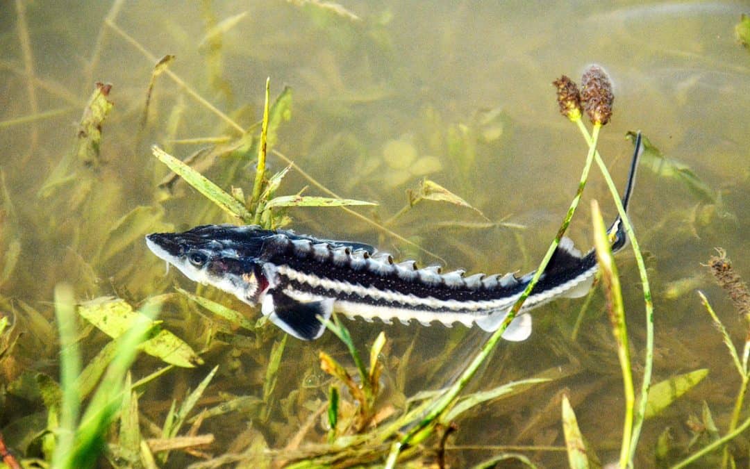 Good News: Mehr Schutz für Störe im Schwarzen Meer