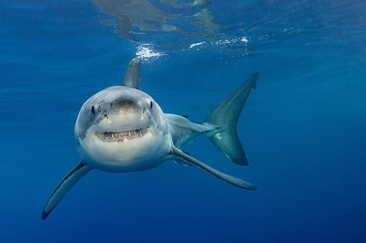 Fotostrecke Diese Haie Leben Im Mittelmeer Wwf Österreich 