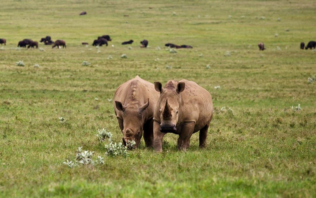 Trotz Pandemie: Keine Entwarnung für Afrikas Nashörner