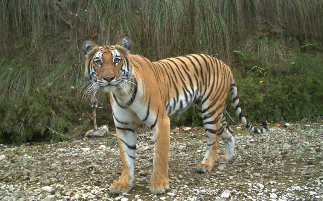 Bild der Woche: Tiger-Population in Nepal fast verdreifacht