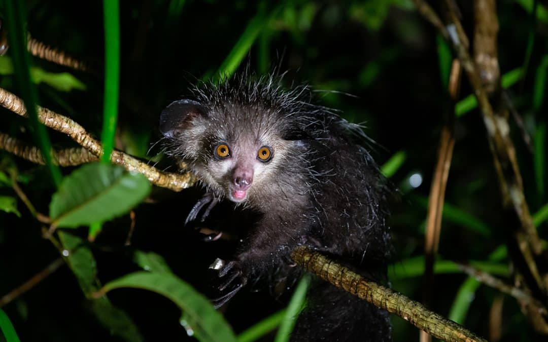 Halloween: Welche Tiere auf eine Kostüm-Party passen würden