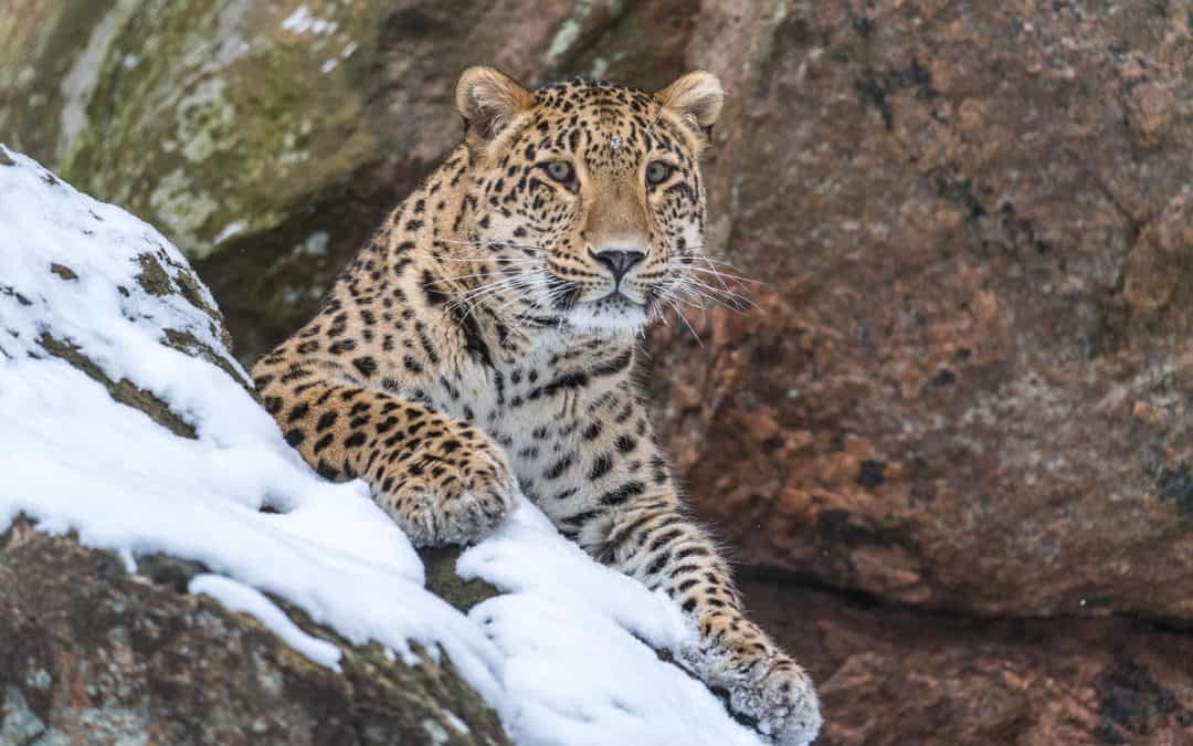 Fotostrecke: Wie der WWF den Persischen Leoparden schützt