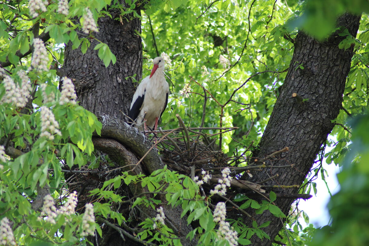 Auf dem Bild ist ein Storch auf einem Nest auf einem Baum zu sehen, der auf die Seite blickt. Rund um ihn sind grüne Blätter des Baumes zu sehen.