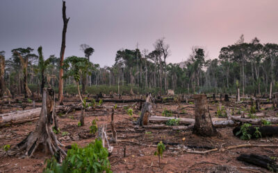 WWF am Tag der Regenwälder alarmiert: Naturparadiese stehen vor dem Kollaps