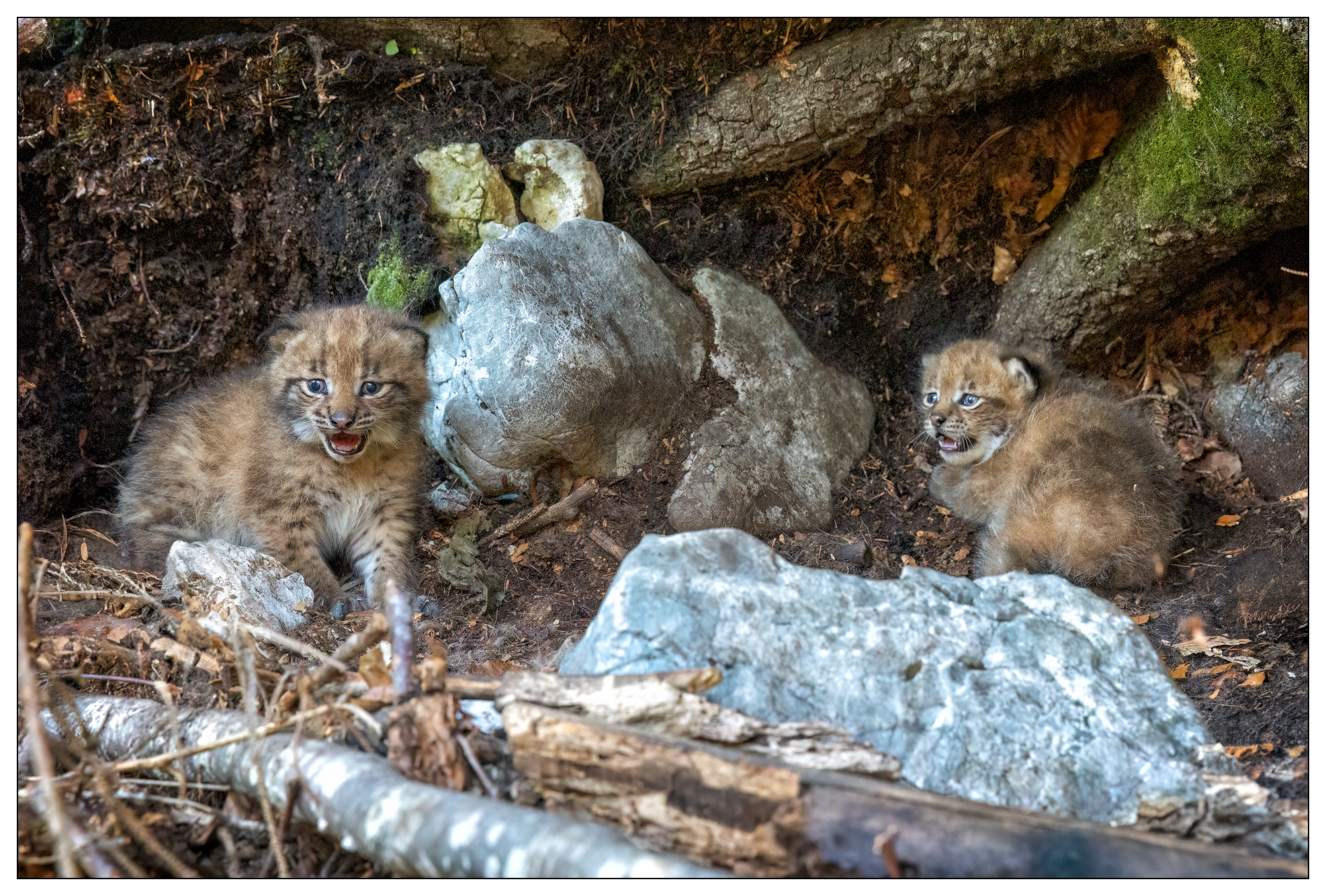 Auf dem Bild sind zwei flauschige kleine Luchsbabys zu sehen, die neben einem umgefallenen Baum im Wald sitzen. Sie schauen ein bisschen erschrocken in die Kamera, weil sie fotografiert werden.
