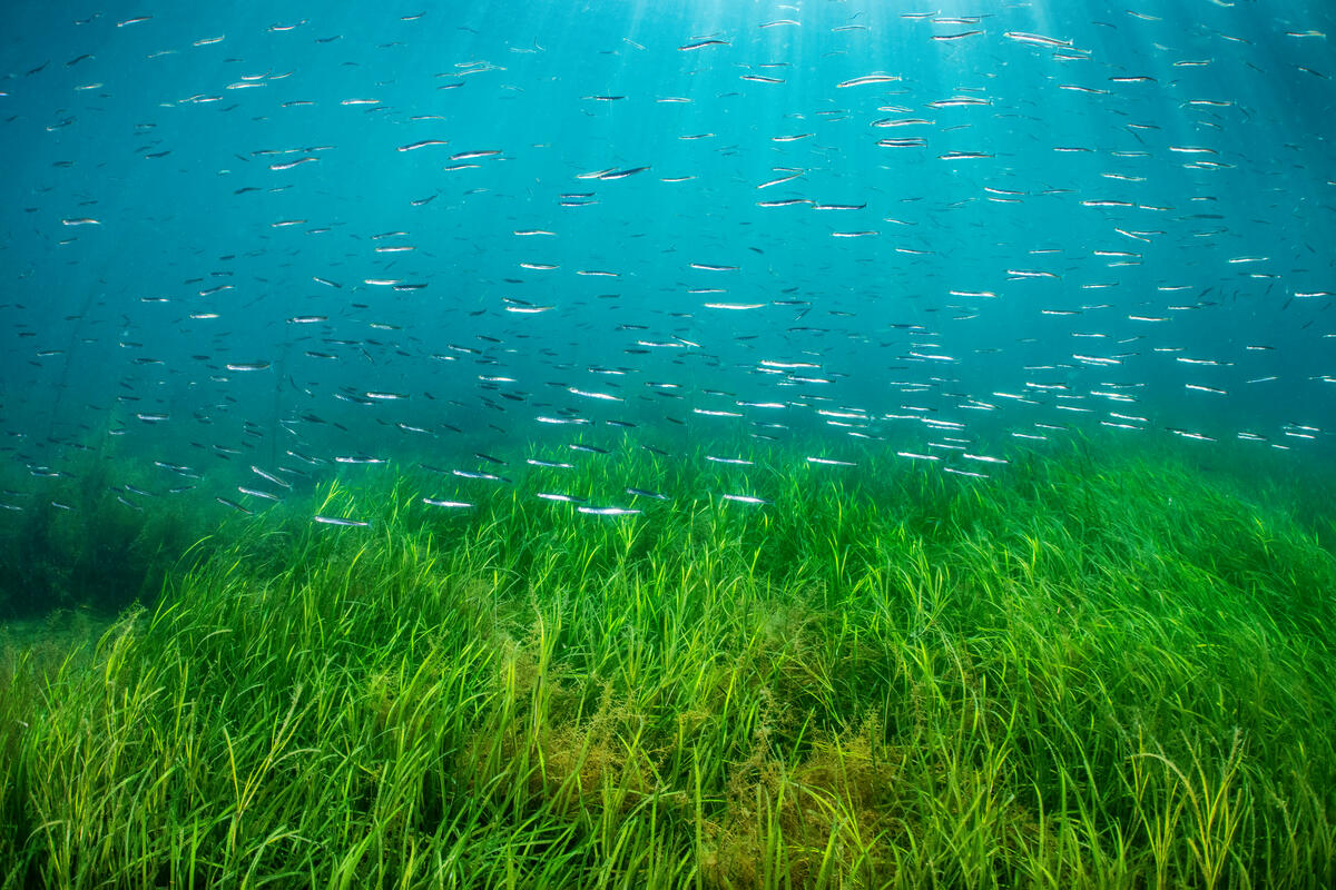 Auf dem Bild ist eine große grüne Seegraswiese im Meer zu sehen, die sich im Wasser zu wiegen scheint. Darüber schwimmen sehr viele kleine Fische und von oben scheint das Licht durch die Wasseroberfläche.