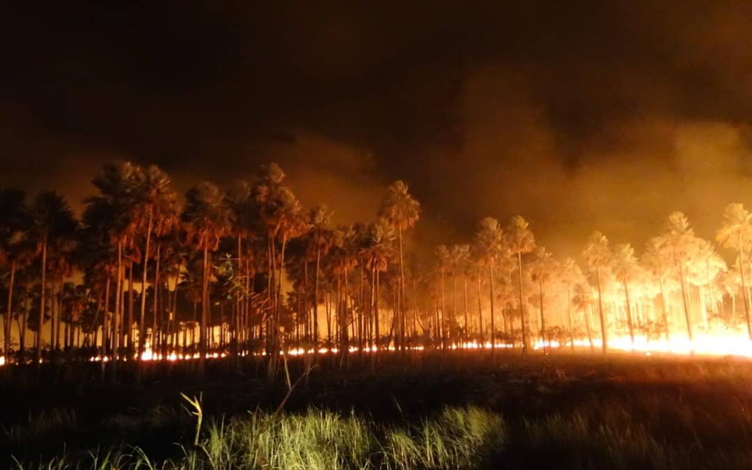Rekord-Feuer: Der Amazonas steht in Flammen