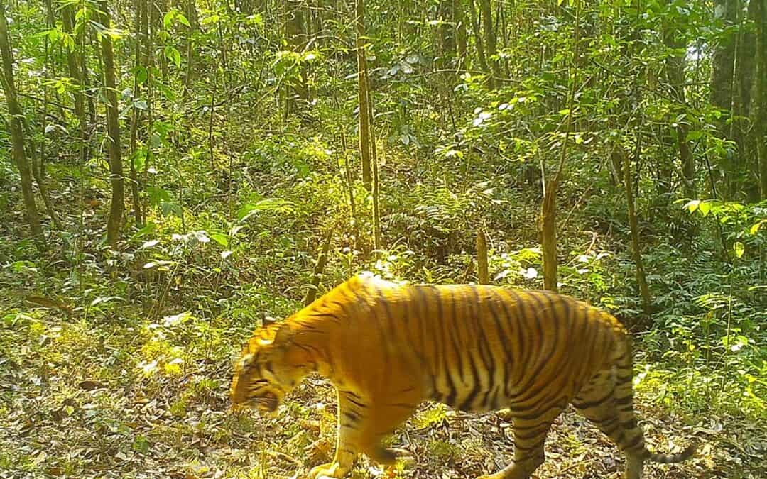 WWF-Erfolg: Tiger im Norden Myanmars gesichtet