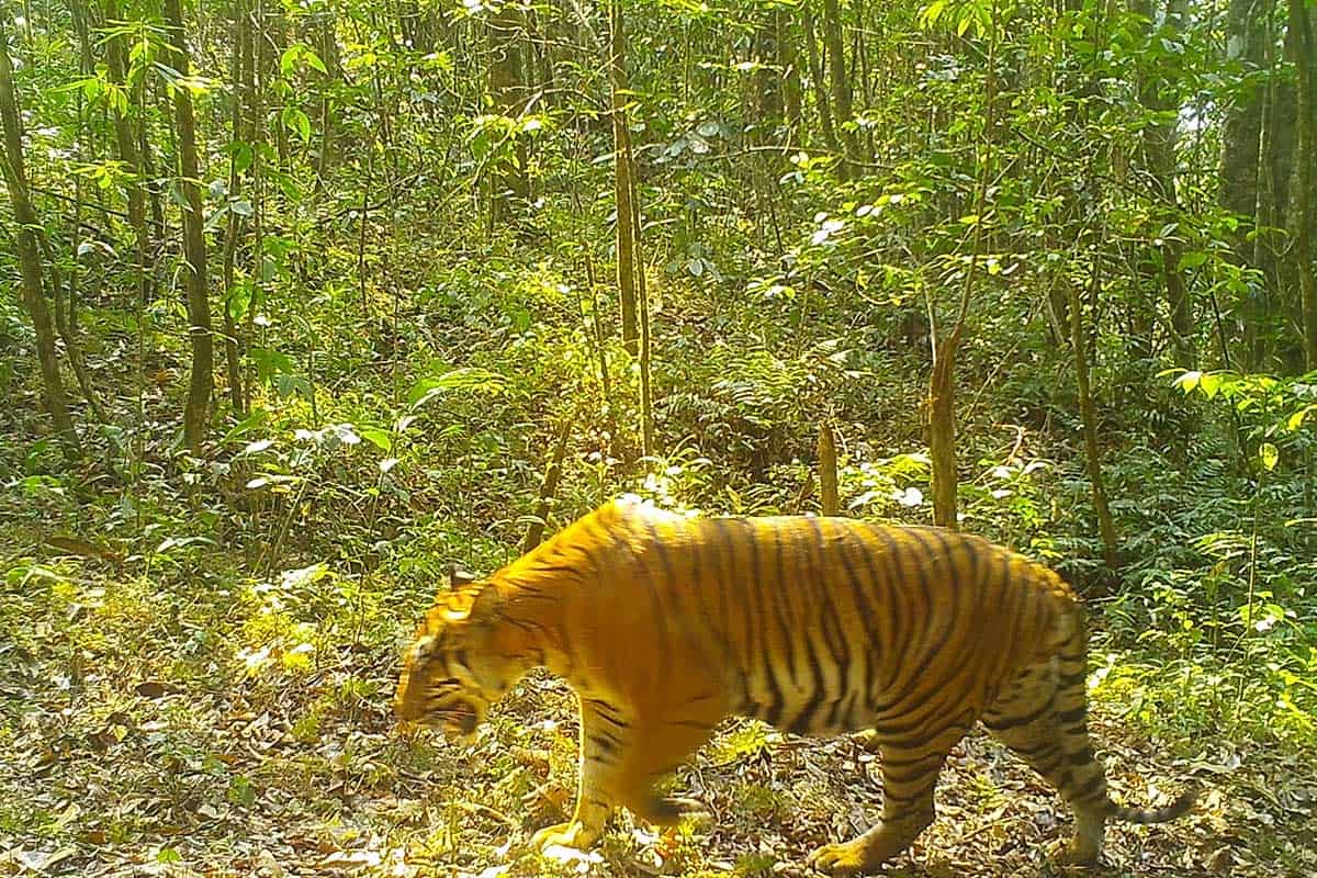 Auf dem Bild ist ein Tiger zu sehen, der durch den Urwald spaziert. Die Sonne scheint leicht durch das Dickicht. Der Tiger ist von der Seite zu sehen und scheint die Kamera nicht zu bemerken. Das Bild ist leicht unscharf.