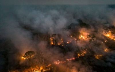WWF schlägt Alarm: Rekordbrände bedrohen Brasiliens artenreichste Lebensräume