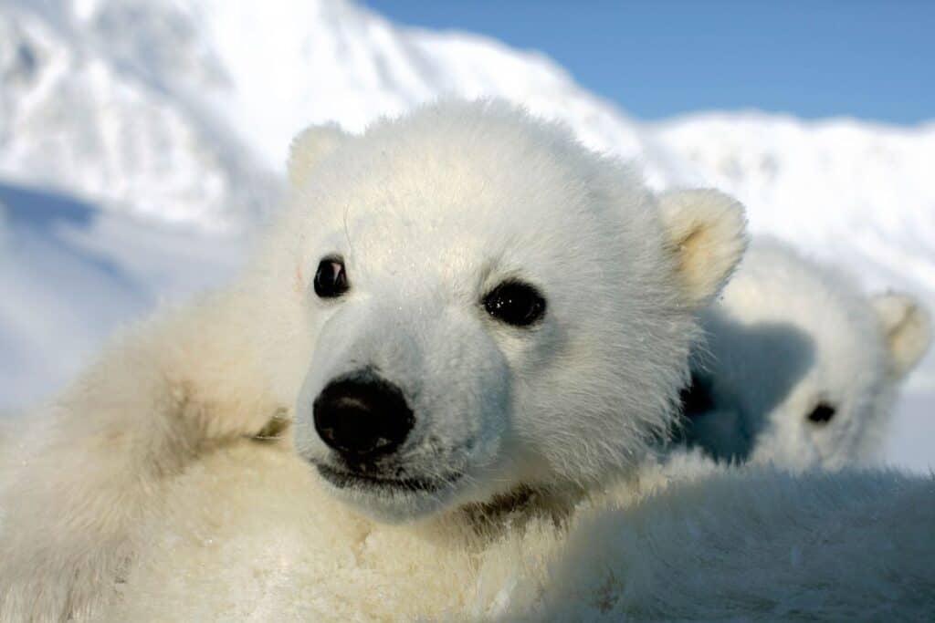 Zwei Eisbärenjunge (Ursus maritimus), Svalbard, Norwegen.