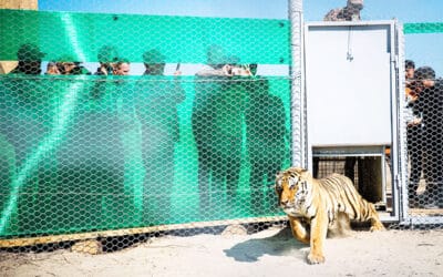 WWF-Erfolg: Tiger kehren nach Kasachstan zurück