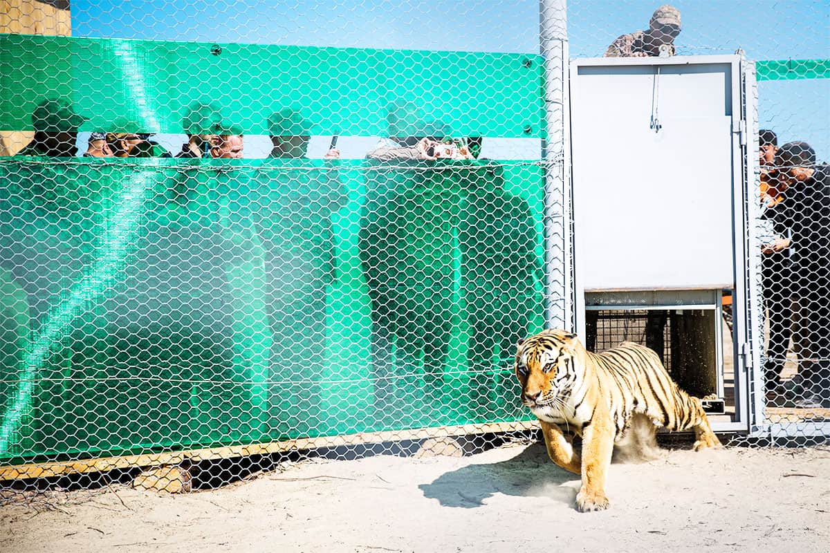 Tiger läuft mit angelegten Ohren aus einer Transportbox. Menschen stehen hinter einem Maschendrahtzaun.