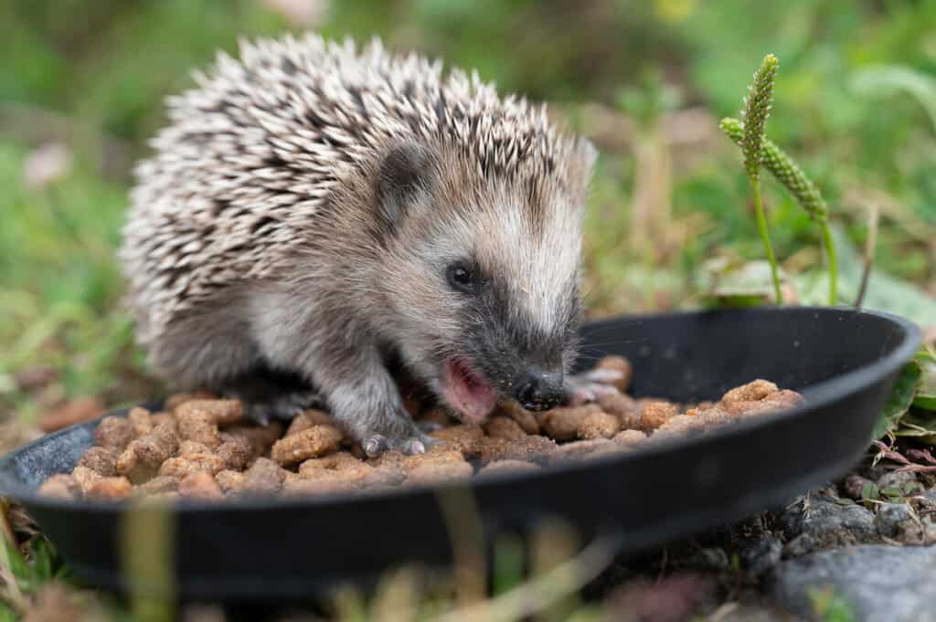 Ein kleiner Igel frisst aus einer Schale, die mit Futter gefüllt ist. Der Hintergrund ist verschwommen.