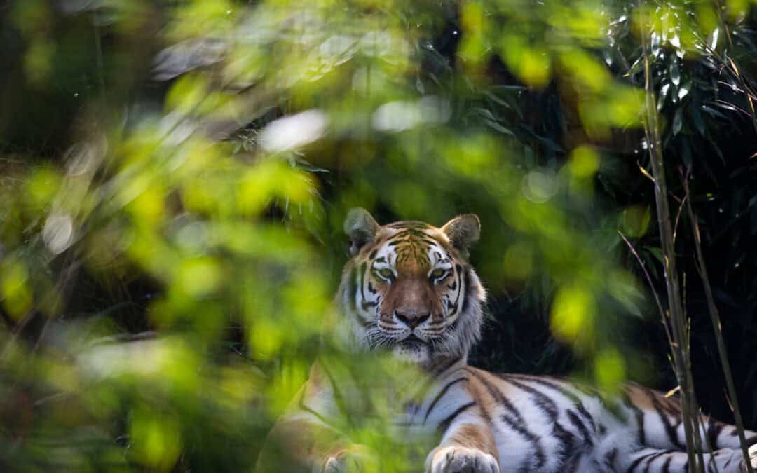 Meilenstein im Artenschutz: Tiger kehren nach 70 Jahren nach Kasachstan zurück