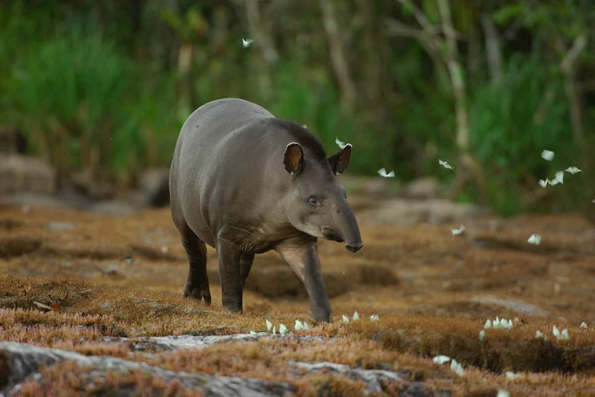 Tapir