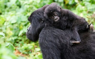 WWF Living Planet Report zeigt dramatischen Rückgang von Wildtierbeständen weltweit