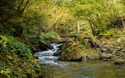 Neue Studie: Über 1.000 Flusskilometer mit hohem Renaturierungs-Potenzial in Österreich