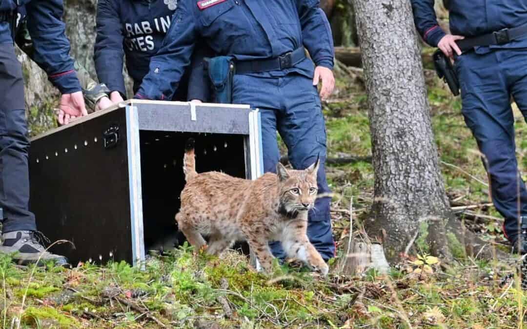 Good News: Luchsin Luna in den Wäldern bei Tarvis freigelassen