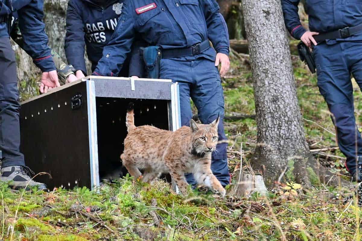 Im Bild ist ein Luchs mit Tracking-Halsband zu sehen, der gerade aus einer schwarzen Transportbox hüpft. Er befindet sich im Wald und rund um ihn herum stehen Menschen in Polizeiuniformen.