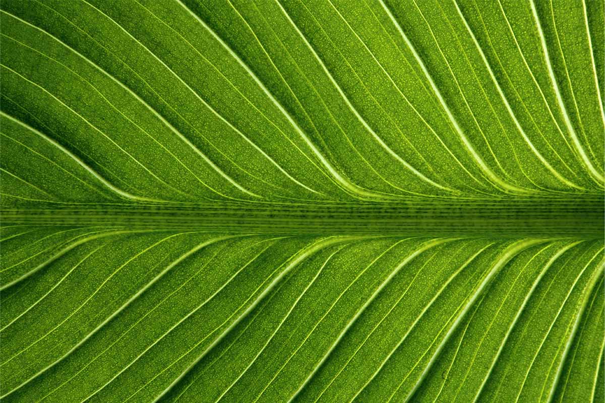 Blatt Closeup 1200x800 (c) AdobeStock