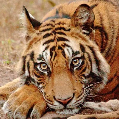 Nahaufnahme eines Tigers