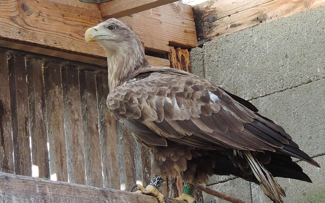 Good News: Geretteter Seeadler besendert und wieder in Freiheit