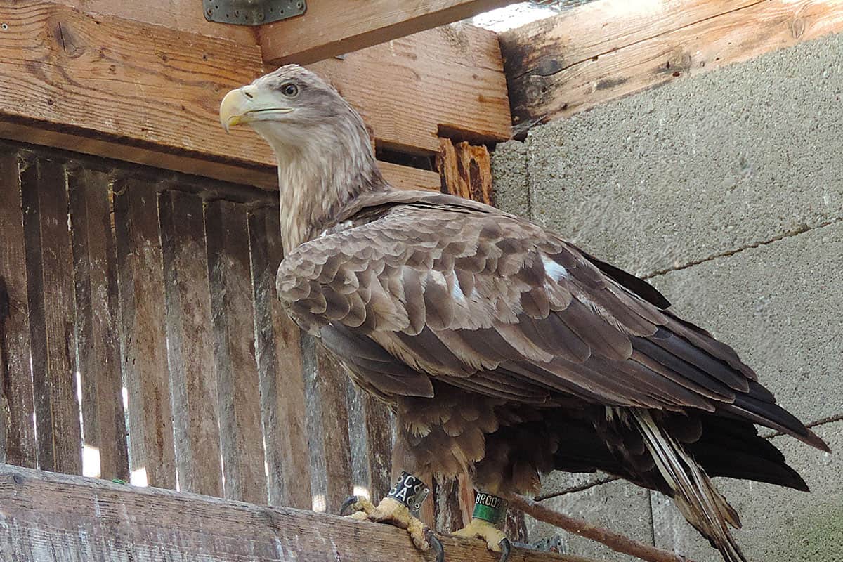 Auf dem Bild ist ein Seeadler zu sehen, der Ringe an seinen Füßen trägt. Im Hintergrund ist ein Holzzaun zu sehen und man erkennt, dass der Seeadler in einer Art Außengehege sitzt.