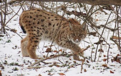 Good News: Luchs Janus im Nationalpark Kalkalpen freigelassen